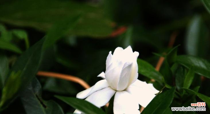 栀子花开,喻示希望与爱情的绽放 栀子花开,寓意美好