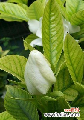 栀子花开,喻示希望与爱情的绽放 栀子花开,寓意美好