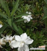 栀子花开，喻示希望与爱情的绽放 栀子花开，寓意美好