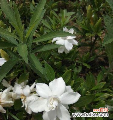 栀子花开,喻示希望与爱情的绽放 栀子花开,寓意美好