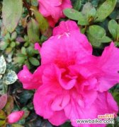 探索中国名花的深层内涵与文化传承 中国十大名花的象征意义