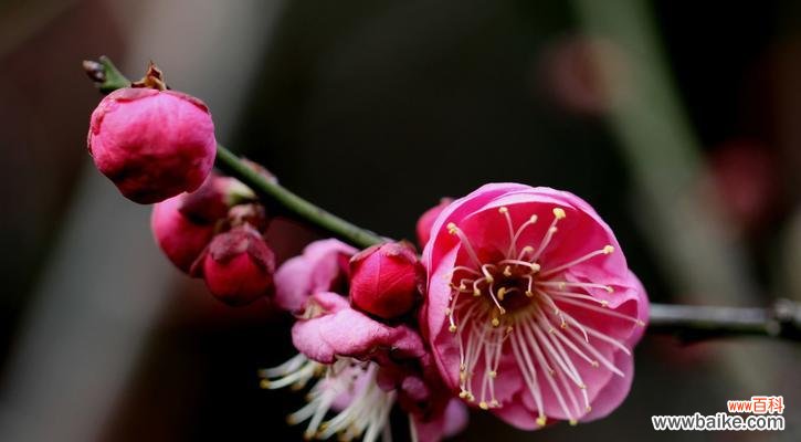 探索中国名花的深层内涵与文化传承 中国十大名花的象征意义