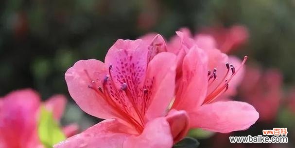 探索中国名花的深层内涵与文化传承 中国十大名花的象征意义