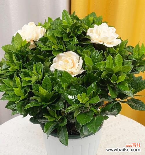 探寻栀子花的花语与文化内涵 栀子花的寓意与象征意义