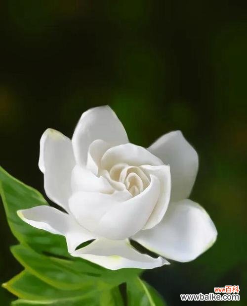 探寻栀子花的神秘之美，解读花语传承千年 栀子花的花语与神话故事