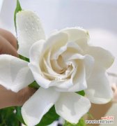 探寻栀子花的神秘之美，解读花语传承千年 栀子花的花语与神话故事