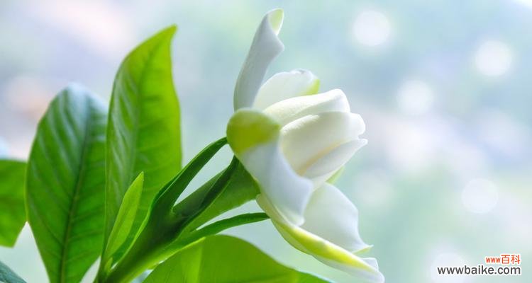 解读栀子花的花语与象征意义 栀子花花语的深意