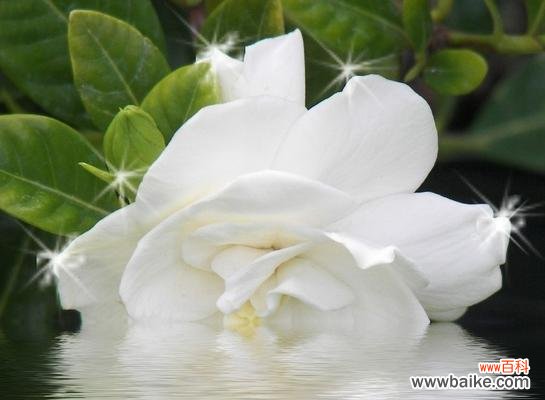 传承千年的花海中的秘密 栀子花花语