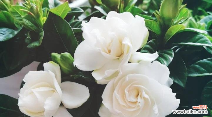 探寻栀子花的独特花语与深刻寓意 栀子花的花语及寓意