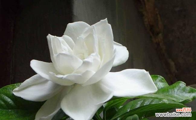 探寻栀子花的独特花语与深刻寓意 栀子花的花语及寓意