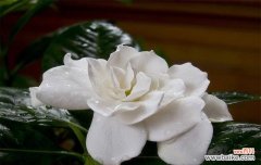 探寻栀子花背后的情感密码 栀子花的真正花语