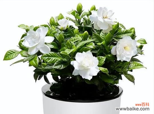 探寻栀子花背后的情感密码 栀子花的真正花语