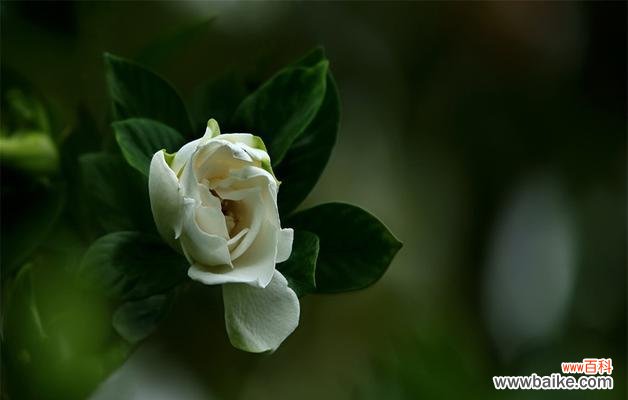 传递芬芳的栀子花 栀子花的寓意与送礼对象选择