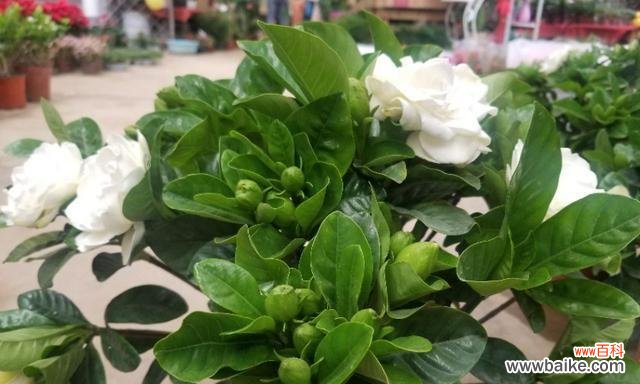 传递芬芳的栀子花 栀子花的寓意与送礼对象选择