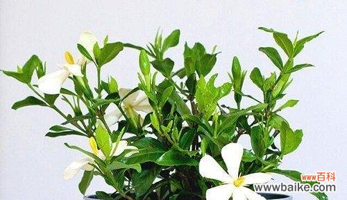 传递芬芳的栀子花 栀子花的寓意与送礼对象选择