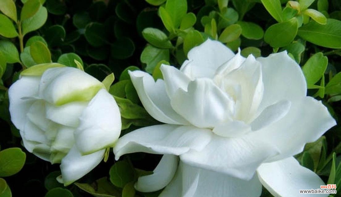 解读栀子花的浪漫花语,传达爱与祝福 栀子花的花语及象征意义