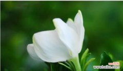 解读栀子花的浪漫花语，传达爱与祝福 栀子花的花语及象征意义