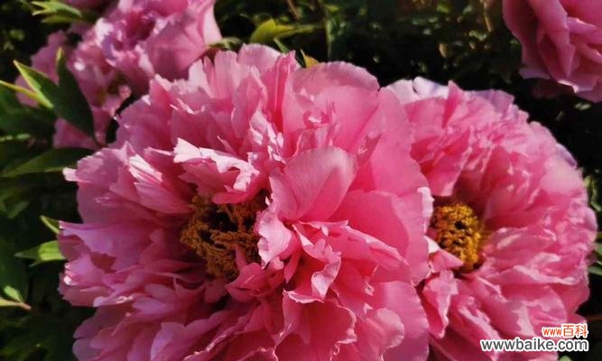 盛世繁华,娇艳芳华 牡丹