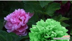 盛世繁华，娇艳芳华 牡丹