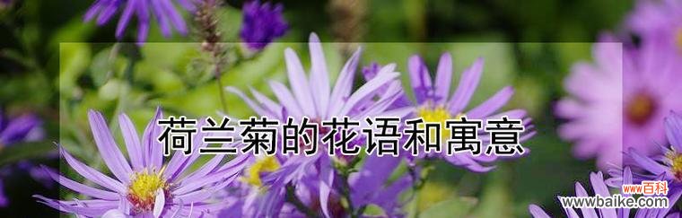 皱菊花的花语与寓意——探索优雅和坚韧并存的象征 皱菊花的花语与寓意