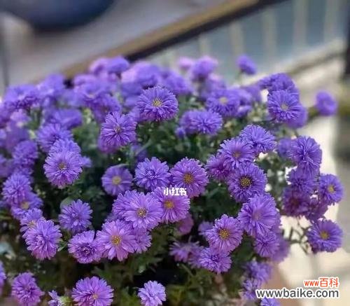 皱菊花的花语与寓意——探索优雅和坚韧并存的象征 皱菊花的花语与寓意