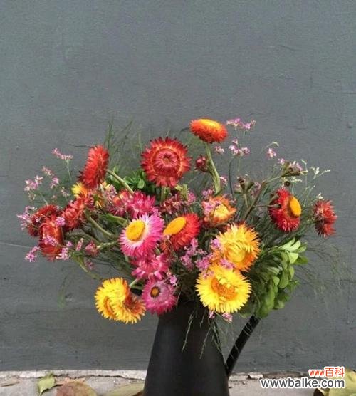 皱菊花的花语与寓意——探索优雅和坚韧并存的象征 皱菊花的花语与寓意