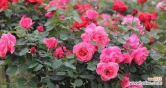 探寻月季花的花语 月季花的花语之美