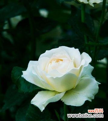 用一朵花 月季花的花语——爱情的承诺