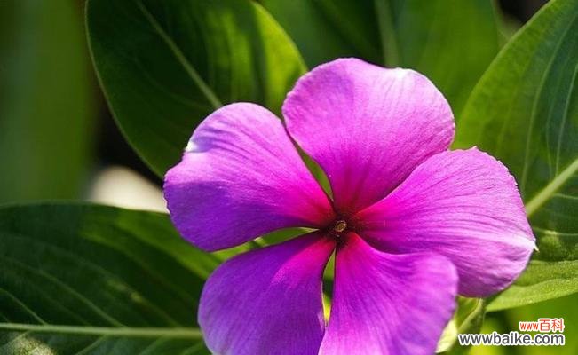 传递希望与爱的长春花 长春花花语解读与寓意