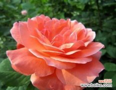 探寻月季花的情感表达及意义 月季花花语的深层含义