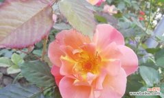 用15种月季花语 月季花语