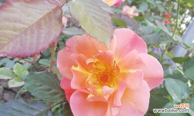 用15种月季花语 月季花语