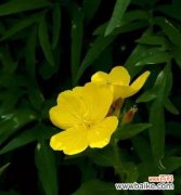 月见草花语意味深远 月见草花语与传说