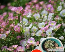 传承千年的花语与神话故事 月见草的传说