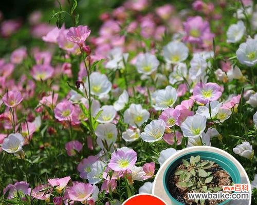 传承千年的花语与神话故事 月见草的传说