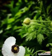 探索云实花的深层内涵与历史渊源 以云实的花语与文化背景