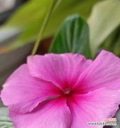 探索长春花花语 长春花花语