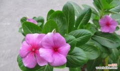 探索长春花的神秘内涵 长春花的花语和寓意