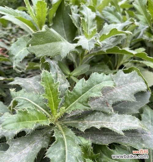 白色蓟花的花语是什么花?这种花代表了哪些情感?