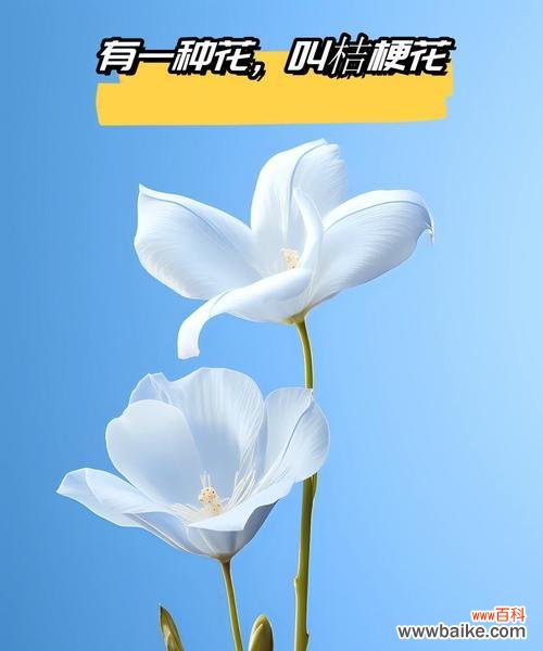 白色蓟花的花语是什么花?这种花代表了哪些情感?