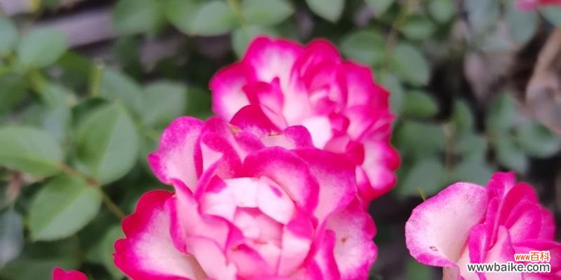 10月的花语是什么？有哪些花在10月盛开？