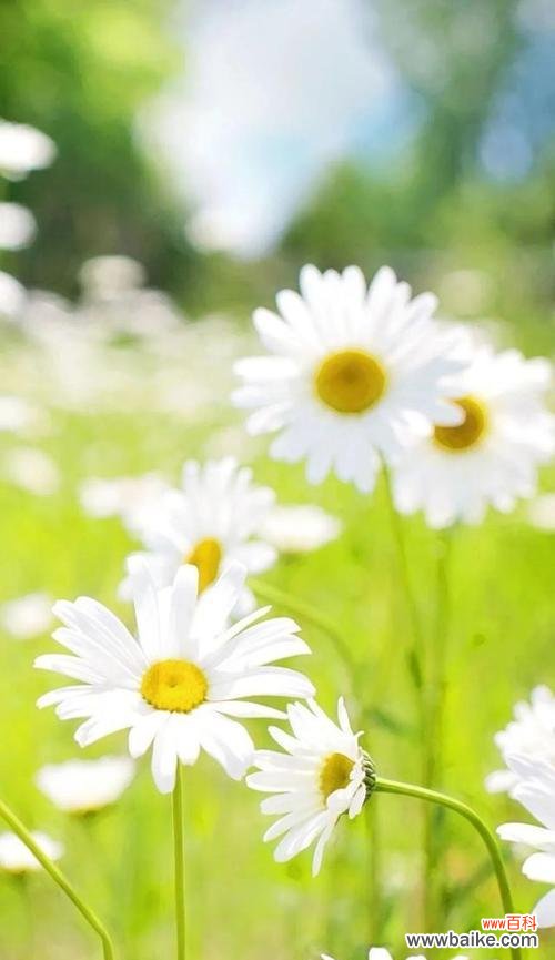 解读皱菊的情感与象征 皱菊的花语与意义