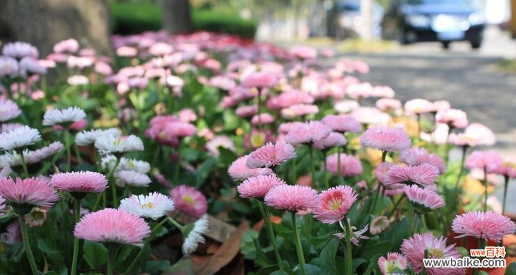 解读皱菊的情感与象征 皱菊的花语与意义