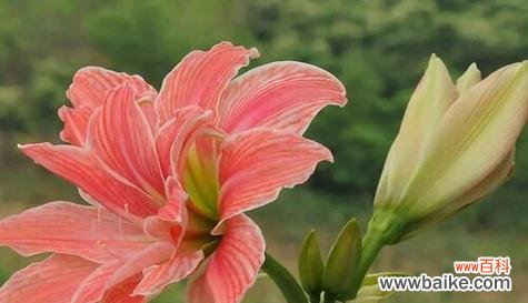 朱顶红花语的意义与传承 朱顶红花语之美