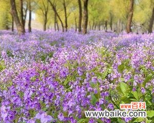 解读诸葛菜花的隐含意义 诸葛菜花语之美