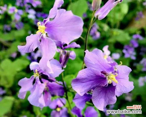 解读诸葛菜花的隐含意义 诸葛菜花语之美