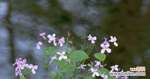 解读诸葛菜花的隐含意义 诸葛菜花语之美