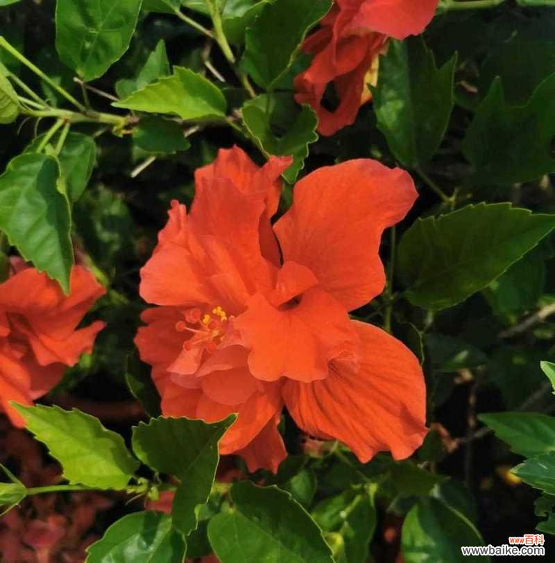 探索朱槿花的美丽与象征 朱槿花花语的意义及传承