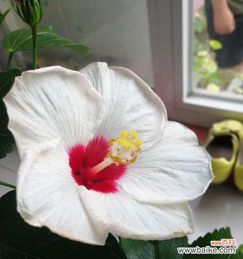 探索朱槿花的美丽与象征 朱槿花花语的意义及传承