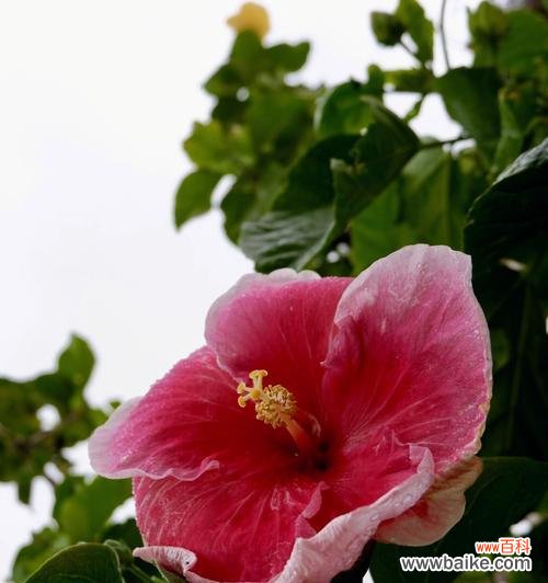 探索朱槿花的美丽与象征 朱槿花花语的意义及传承